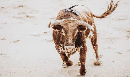 Texan Bull